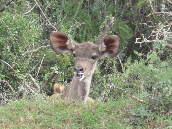 ein noch junges Kudu