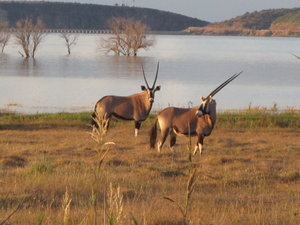 Oryxe im Camdeboo National Park 