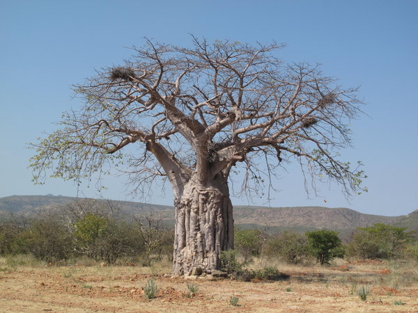 wunderschoener Baobab in den Joubertbergen