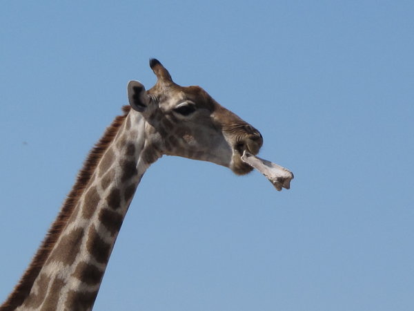 Giraffe spielt mit einem Knochen