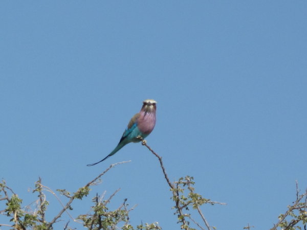 jaja, die Namibier haben es raus mit Voegeln :-)