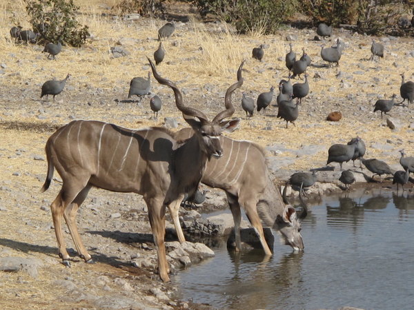 Familie Kudu hat Durst