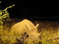 das Rhino kam nur nachts ans Wasserloch