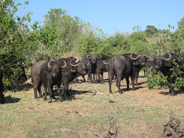 Bueffel im Chobe National Parc