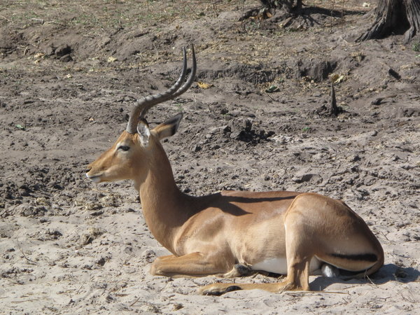 huebsches Impala