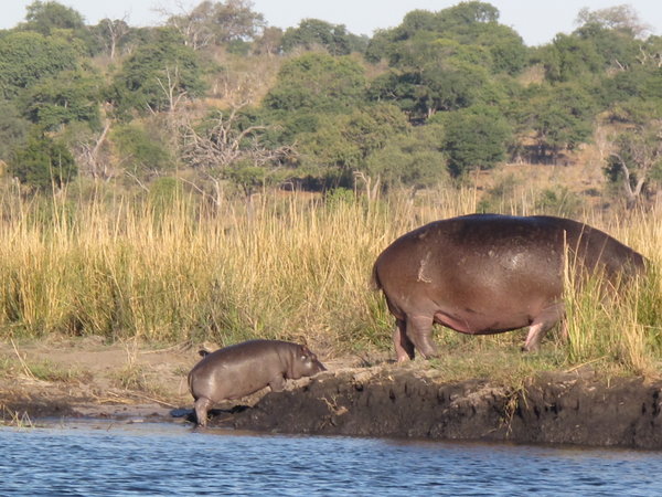 Hippo und Baby-Hippo