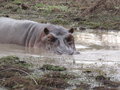 unser Haustier namens Happy Hippo