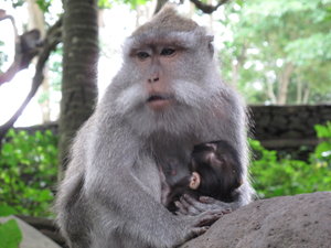 Affe mit Jungem im Monkey Forrest von Ubud
