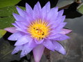 Blume nach Regen im Klostergarten des Buddha Monastries
