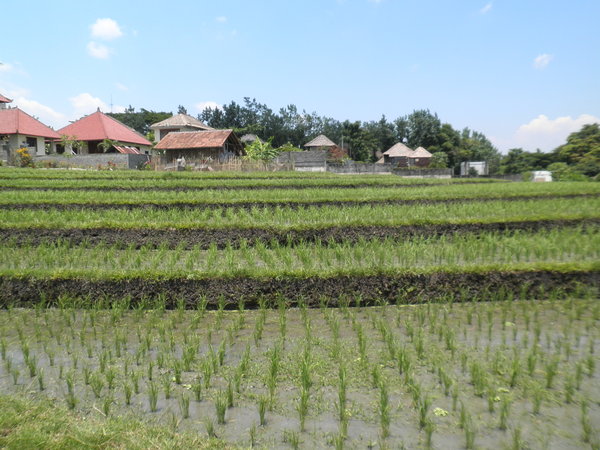 Reisfelder auf dem Weg zur Echo Beach