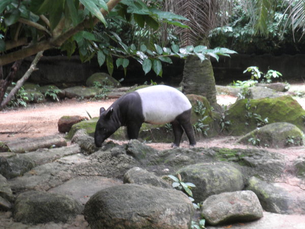 Tapir im Zoo