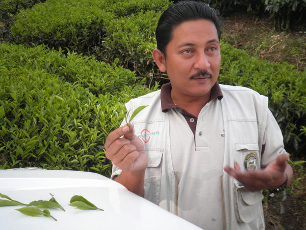 unser lustiger Guide Bob erklärt uns gerade in der Plantage alles Mögliche über Tee