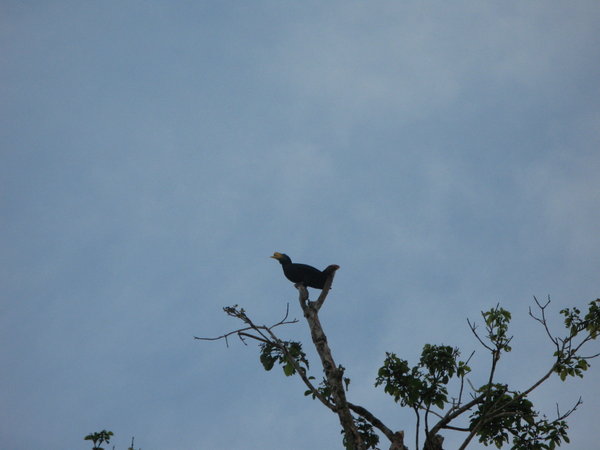 Borneo hornbill