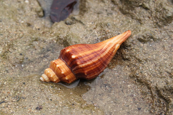 wonderful shell