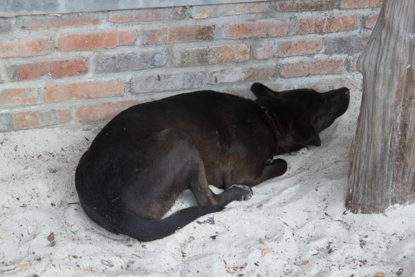 lazy dog sleeping in the shade