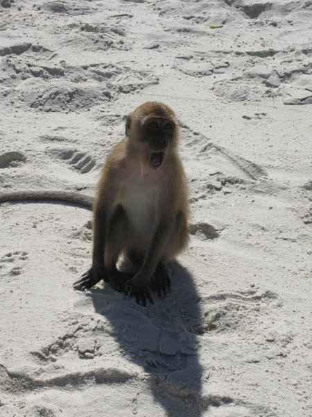 at monkey beach