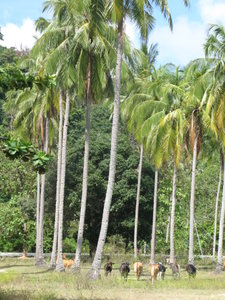 cows grazing under palm trees