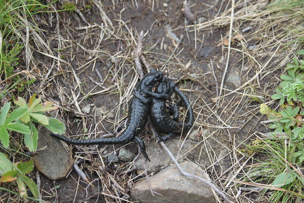 is it love? - 2 black mountain salamander