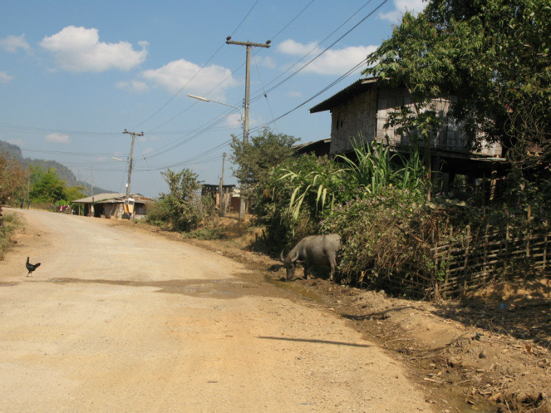 buffalo in Jabo