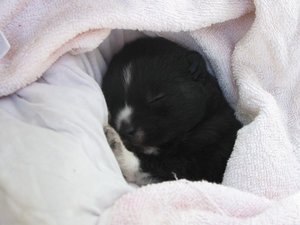 little dog - she was 12 days old