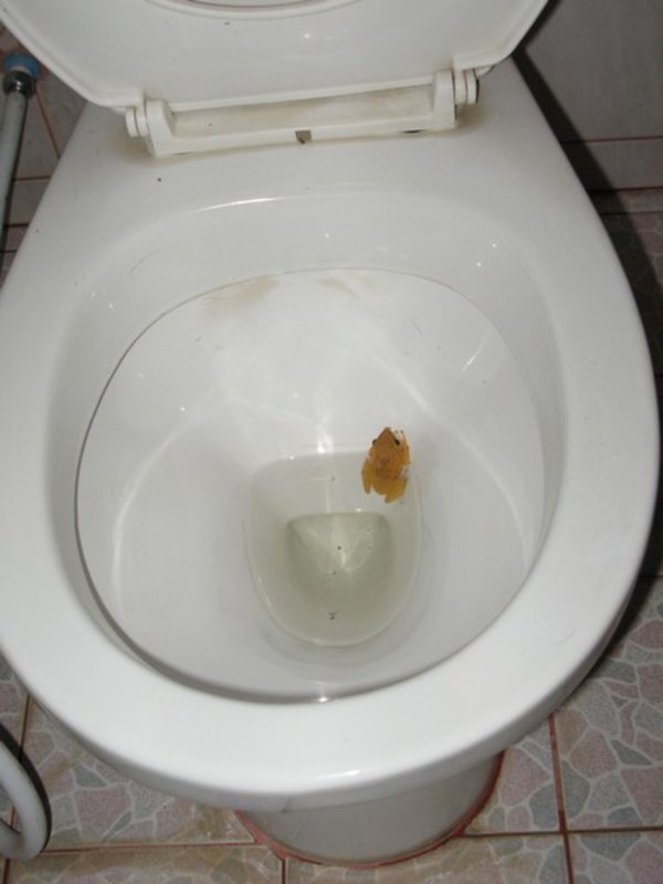 frog in my toilette