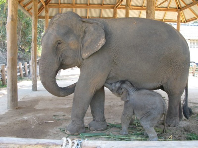 baby in the elefant hospital