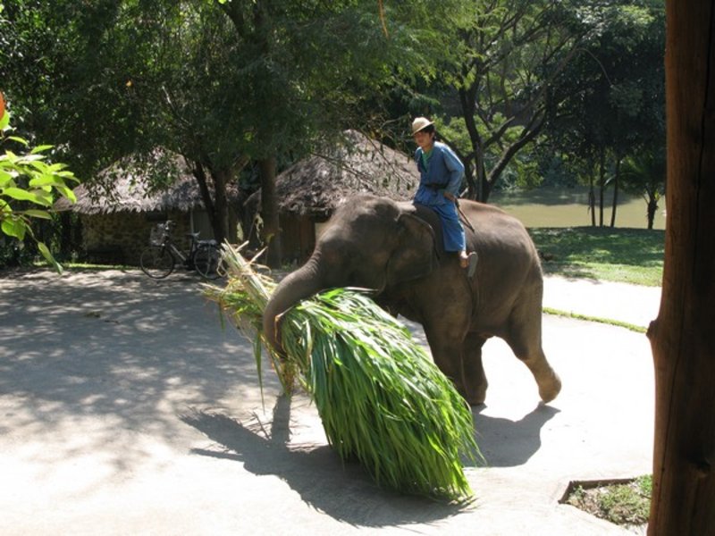 elefant carrying his food