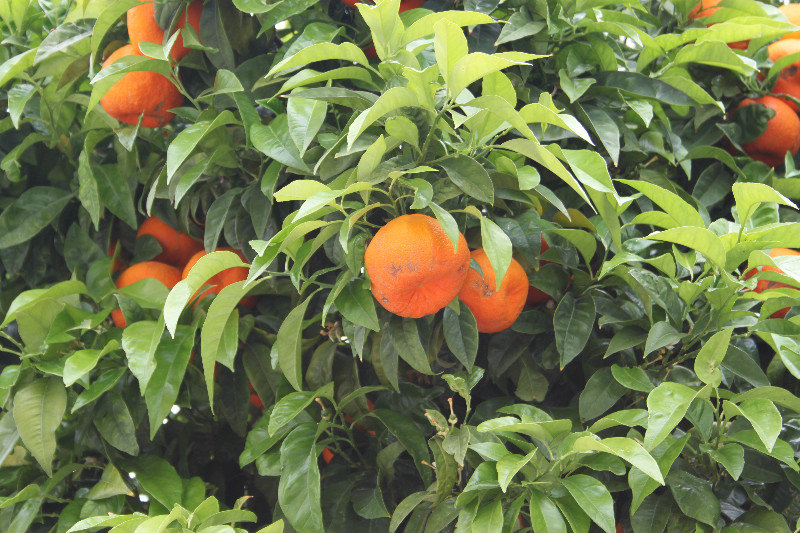 orange trees everywhere