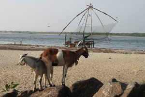 goats in front of the fishing nets