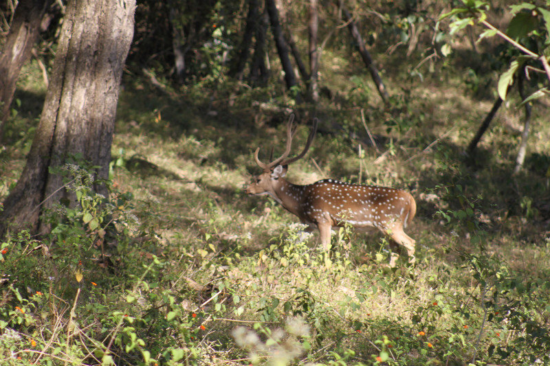 red spotted deer