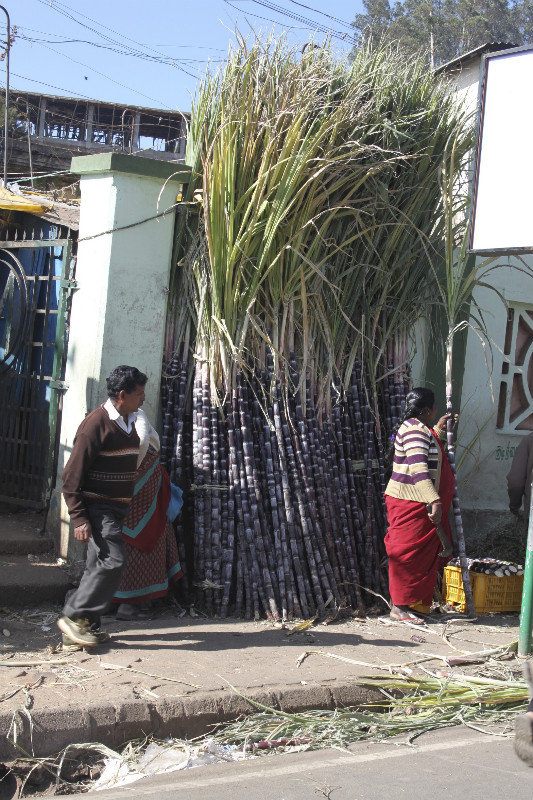 it is sugar cane season in Ooty