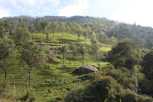 more tea plantations