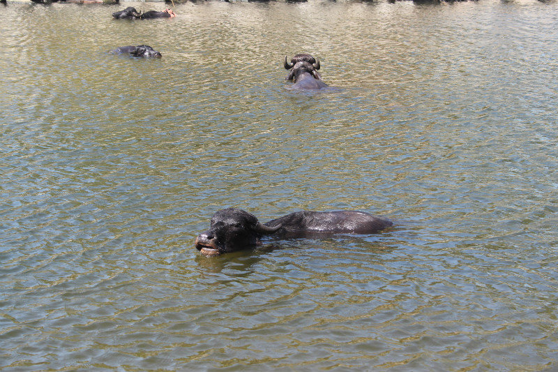 buffalos bathing on the North Shore 