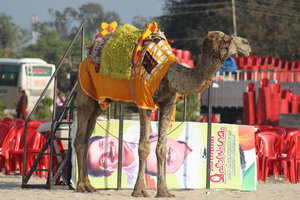 camel waiting for customers at an election campain on the beach