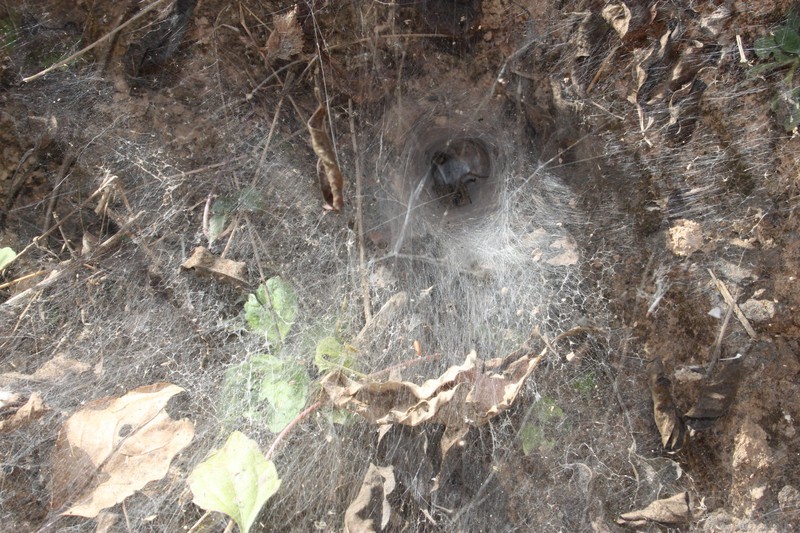 a spider's home