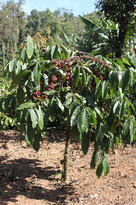 coffee plantations everywhere