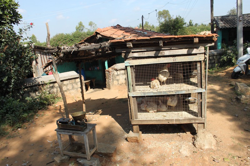 road sale of chicken and eggs
