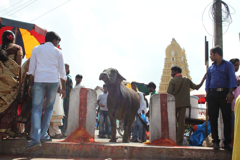 a cow welcoming us at the last step on Chamundi Hill