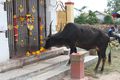 cow munching on the offerings