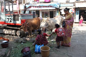 blessing of the holy cows in the streets