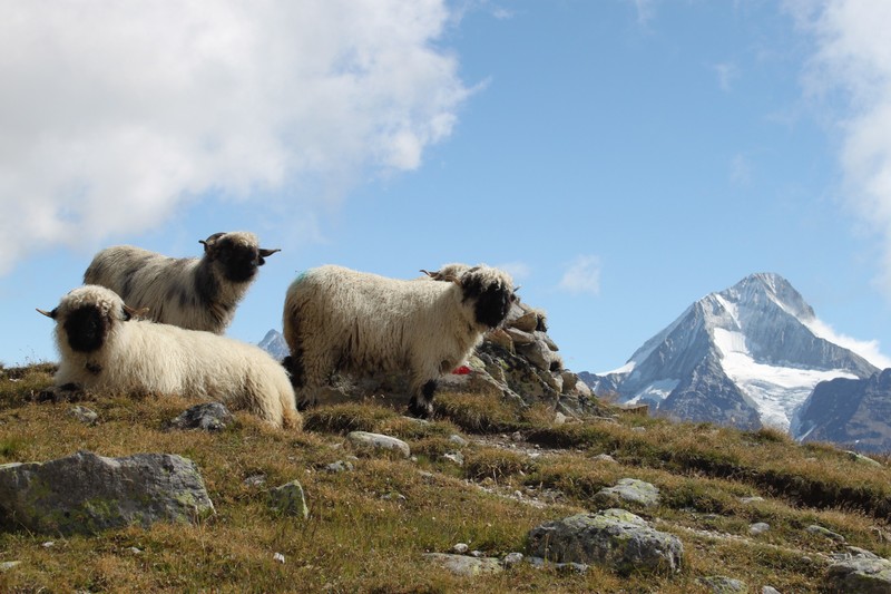 funny sheep in front of the Bietschhorn