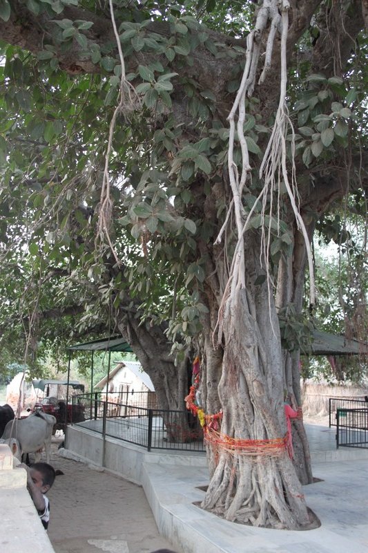 trees under which Radha and Krishna got married