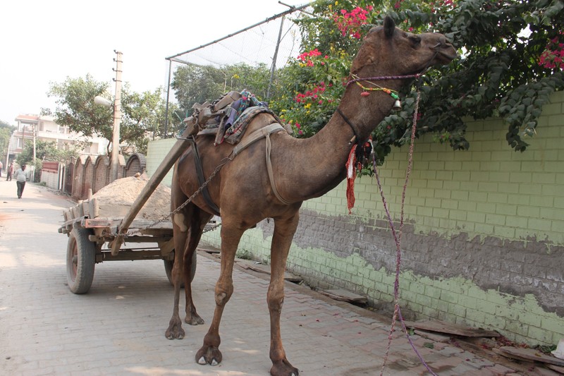 camels are used a lot here for transporting materials