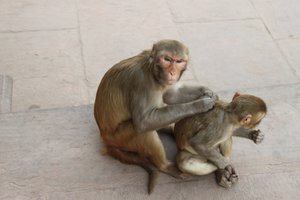 doing what monkeys do