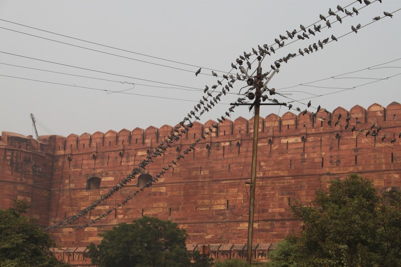 quite some birds outside the Agra Fort