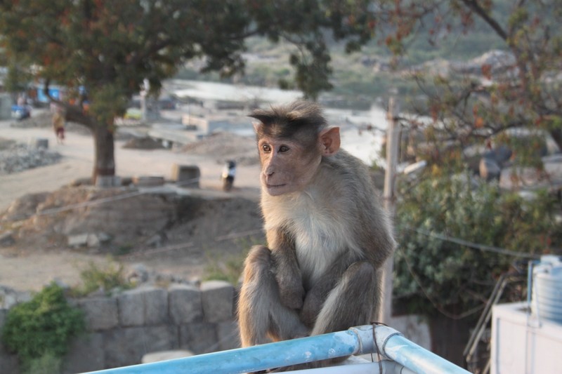 cheeky monkey on a rooftop in Hampi Bazaar