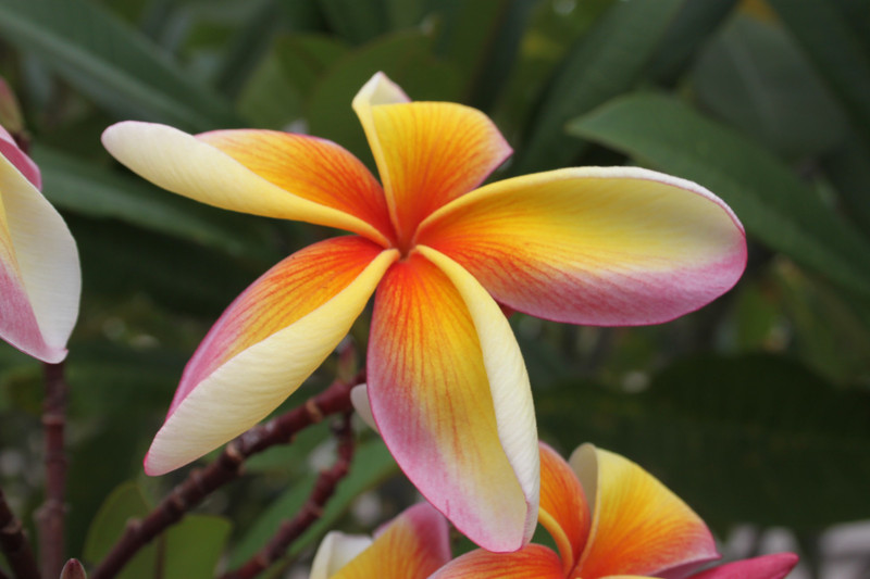 more frangipani - different colours