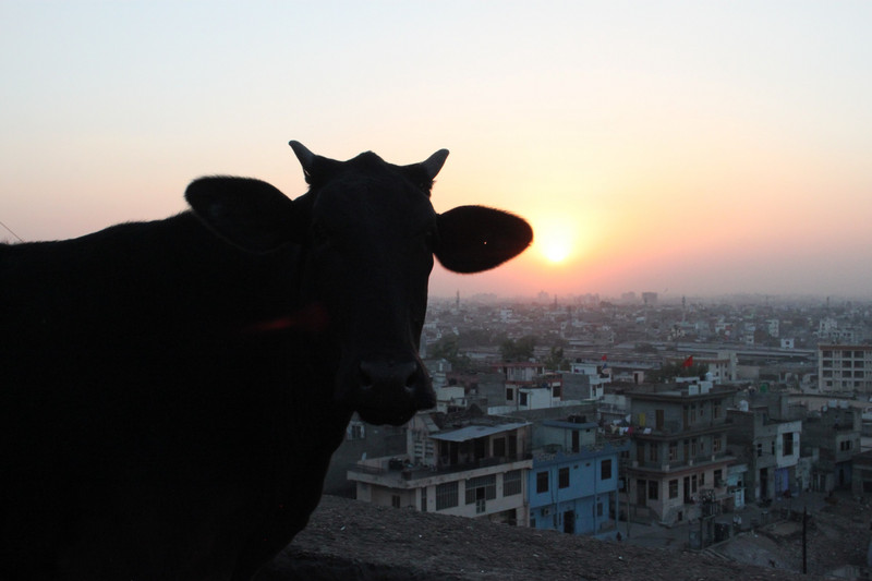 sunset over Jaipur is not complete without the holy cow ;-)