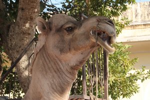 camel - we love them