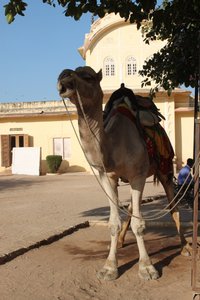 camel looking for shade (his owner was looking for customers...)